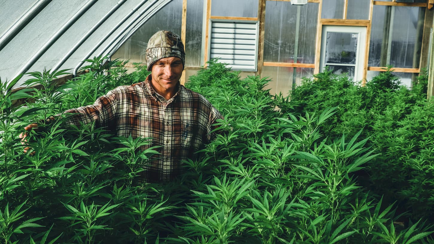 Culture du CBD en France : Est-ce légal ?